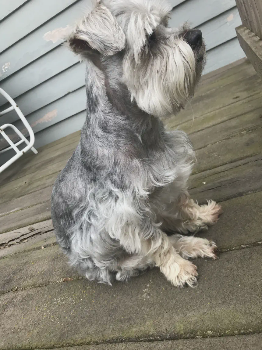 Gizmo on the deck