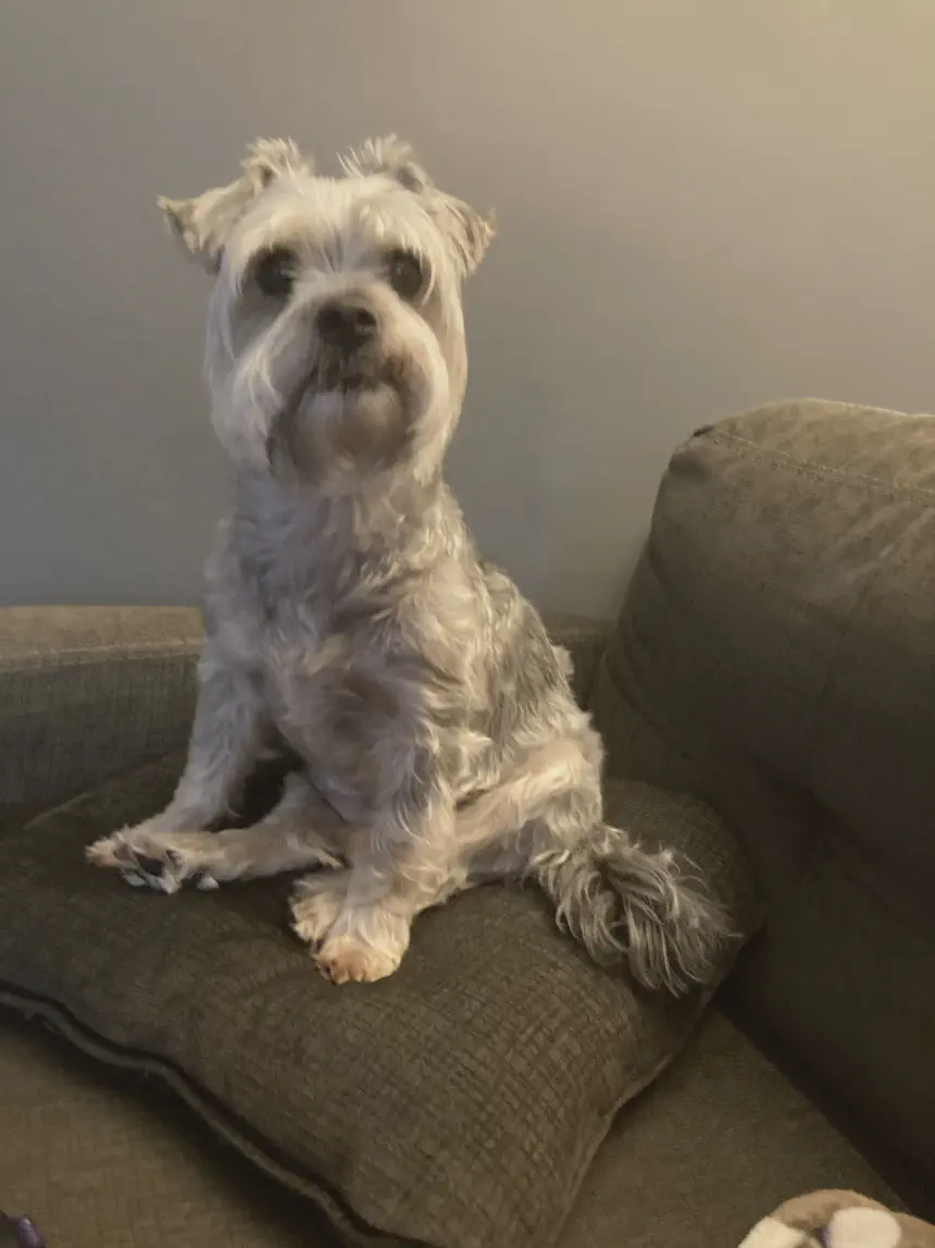Gizmo on the couch
