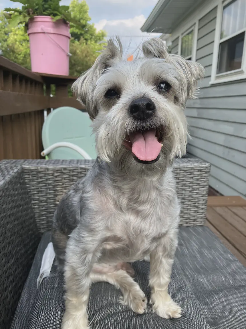 Gizmo relaxing outside