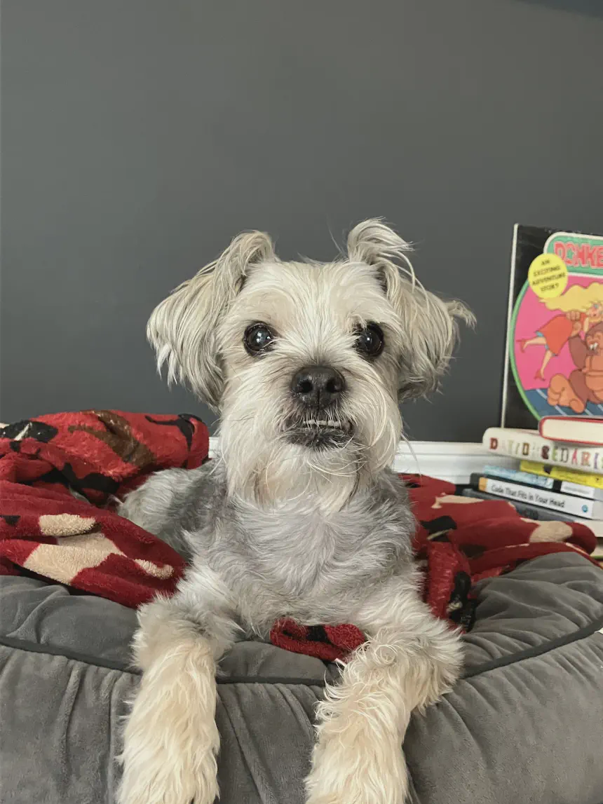 Gizmo Concerned