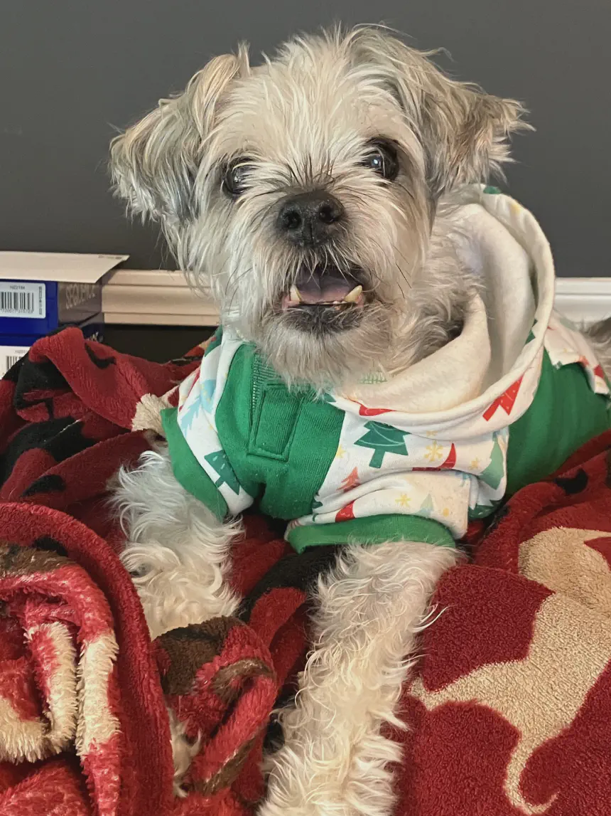 Gizmo Sassy