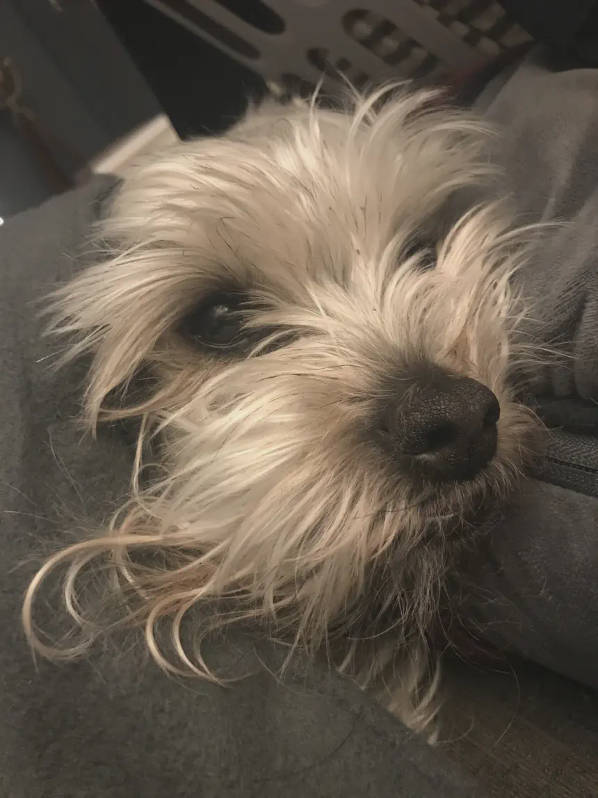 Gizmo Snuggled