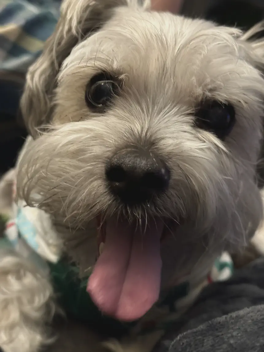 Gizmo Happy