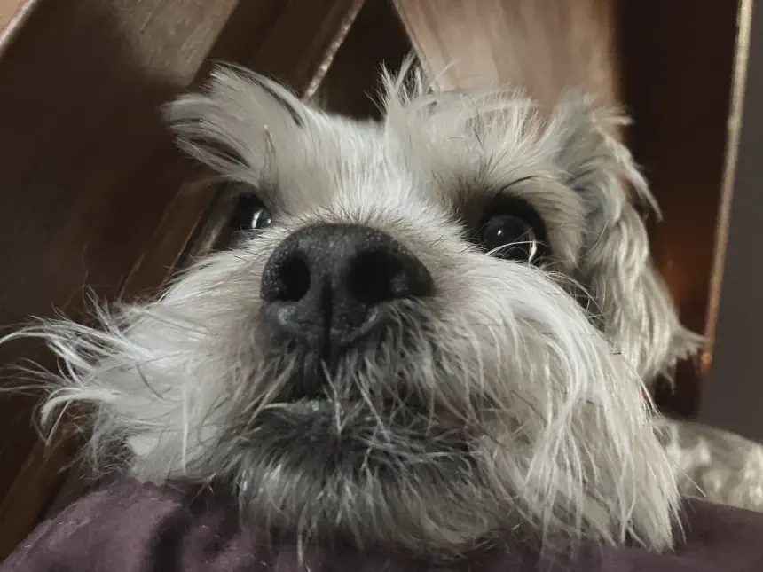 Gizmo Relaxed