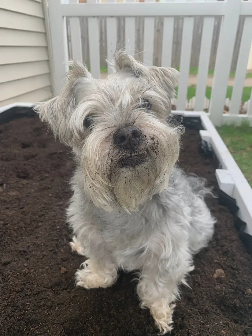 Gizmo Eating Dirt