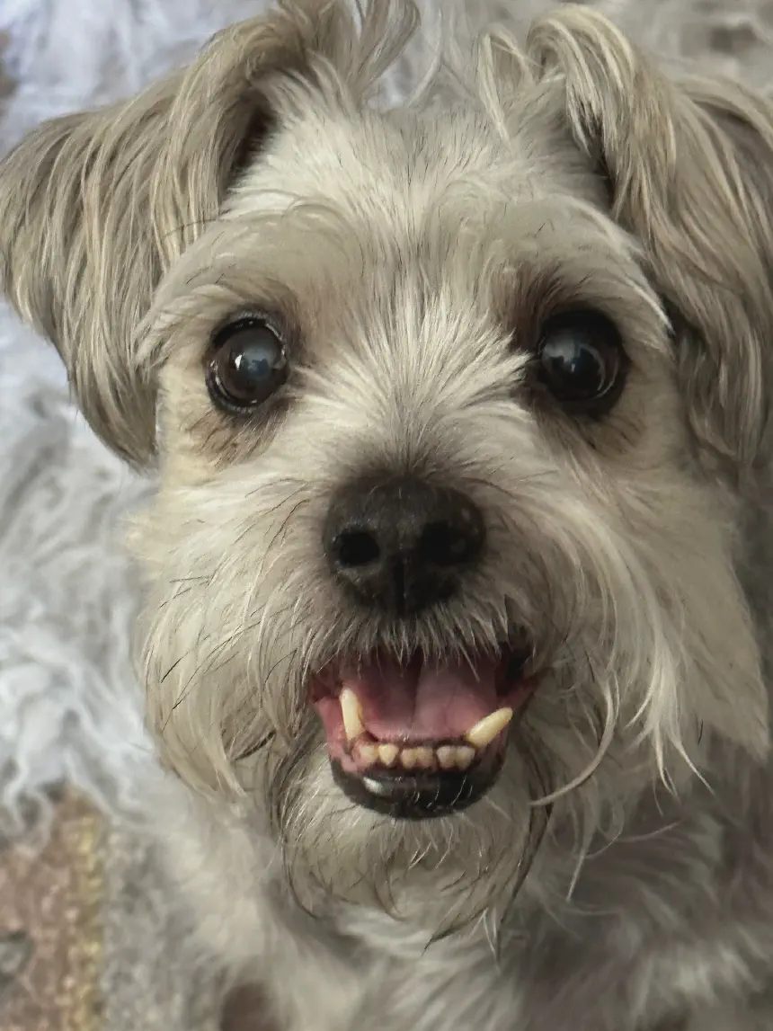 Gizmo Smiling